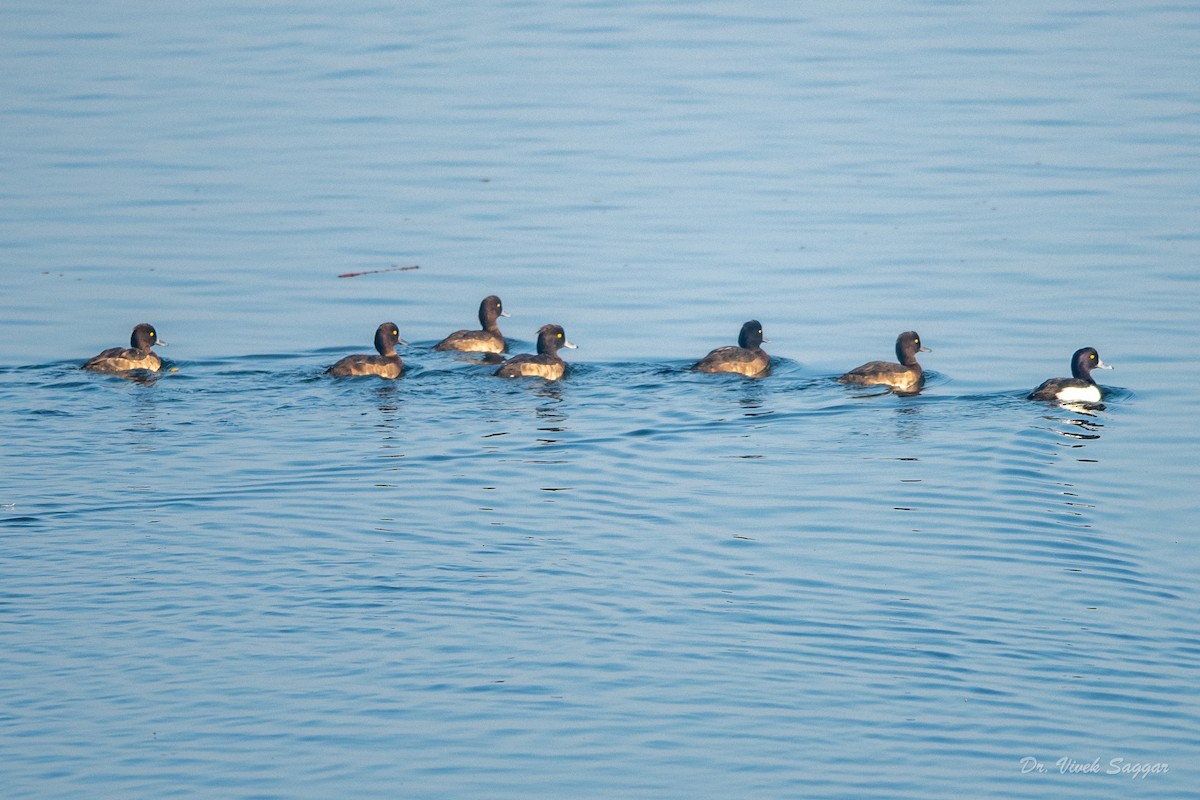 Tufted Duck - ML400688601