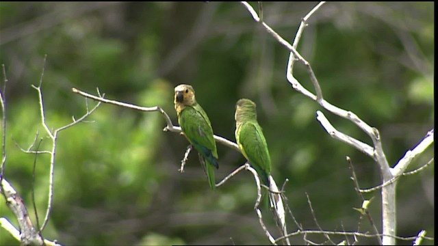 チャノドインコ（pertinax グループ） - ML400689