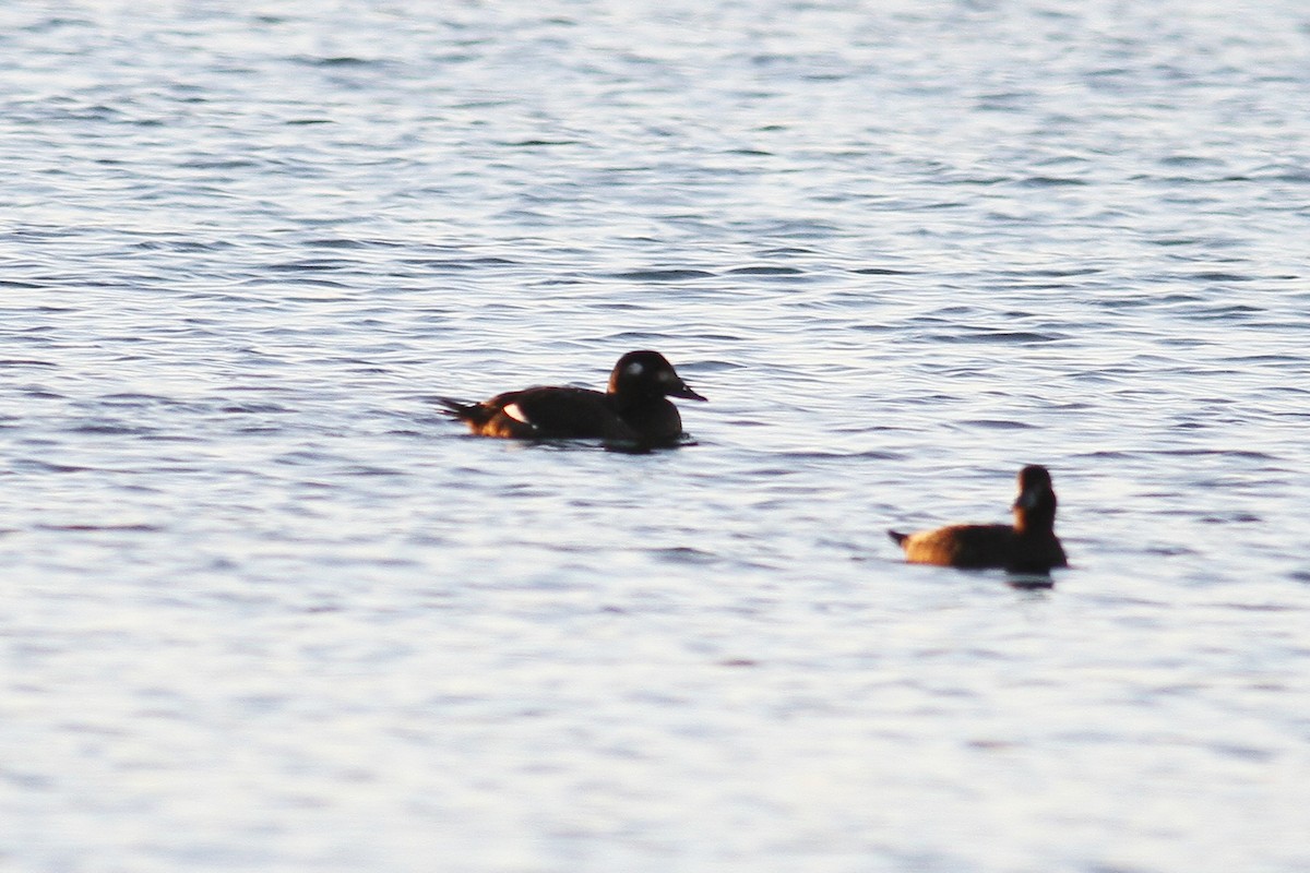 White-winged Scoter - ML400689981