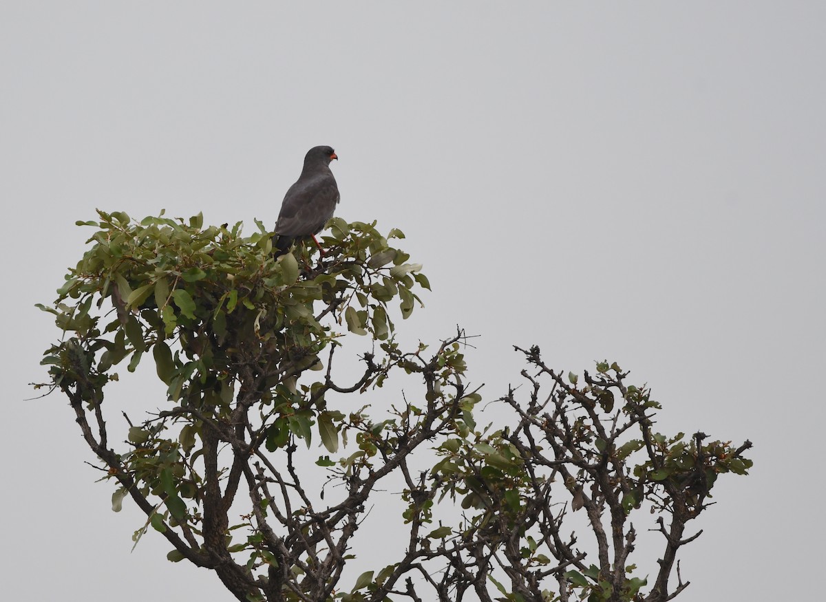 Dark Chanting-Goshawk - ML400690121