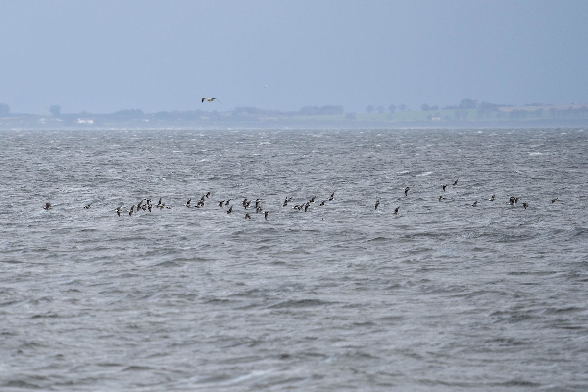 Long-tailed Duck - Colin Leslie