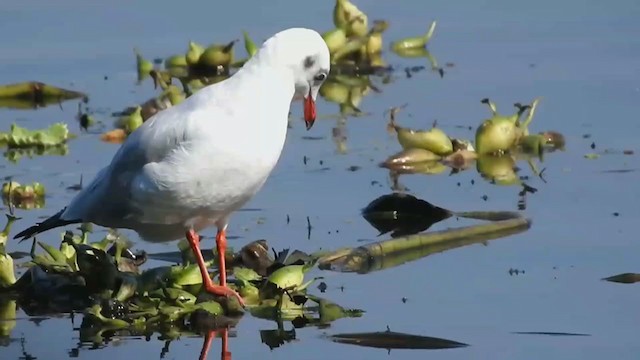 Brown-headed Gull - ML400690491