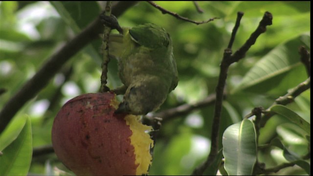 チャノドインコ（pertinax グループ） - ML400691