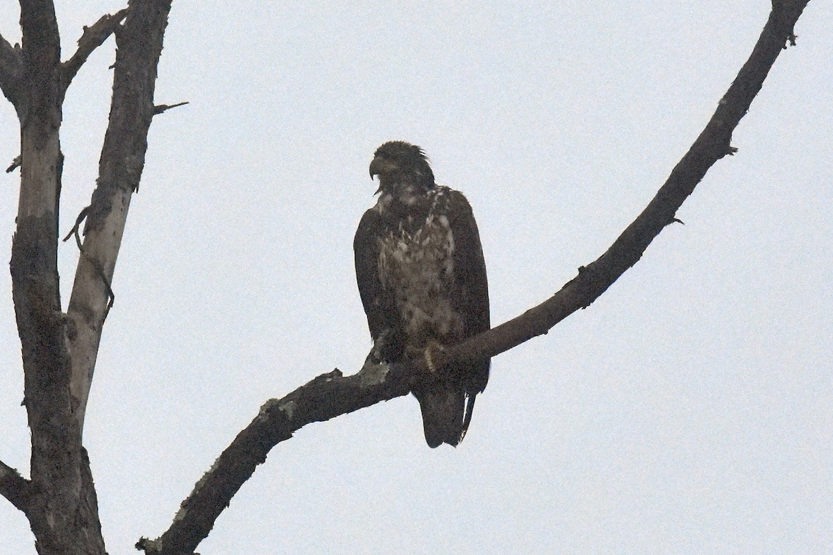 Bald Eagle - ML400691911