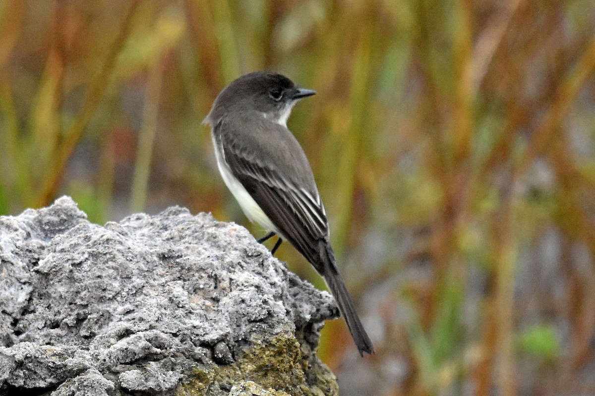 Eastern Phoebe - ML400691981