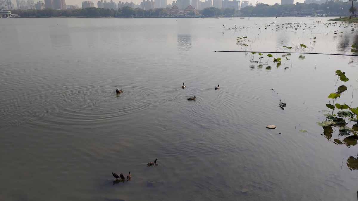 Тэжээмэл нугас - ML400695361