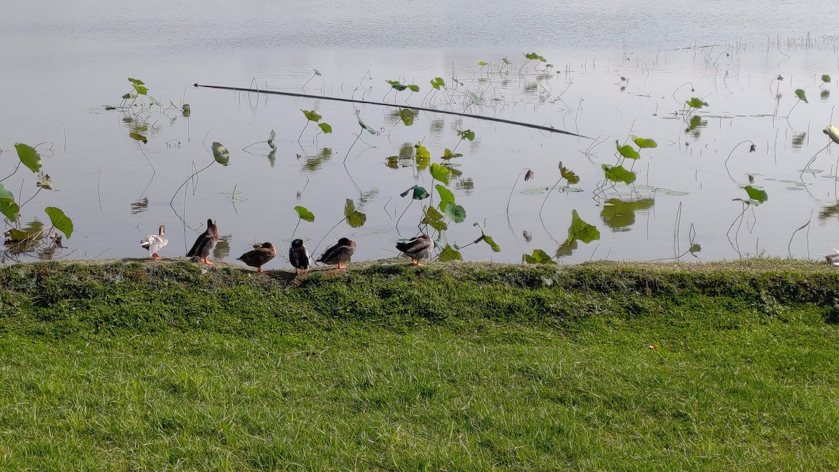 Тэжээмэл нугас - ML400695381