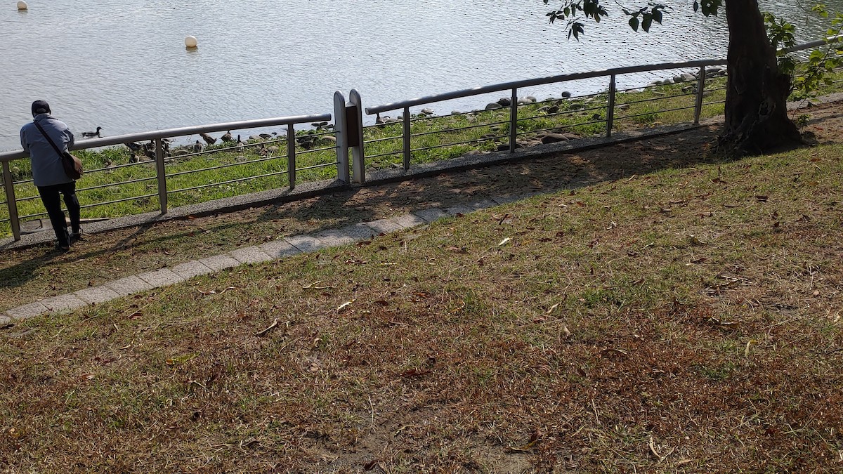 Тэжээмэл нугас - ML400695411