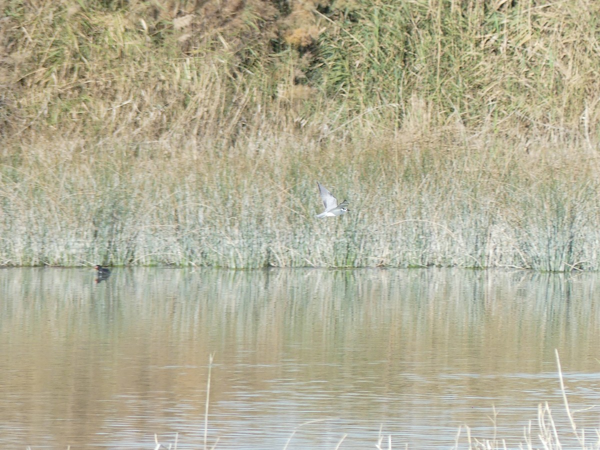 White-winged Tern - ML400697061