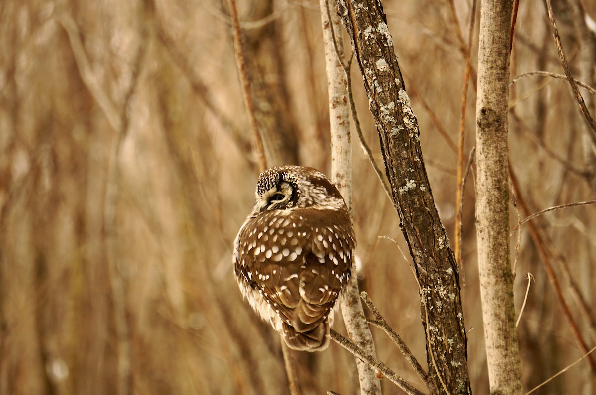 Boreal Owl - ML400697541