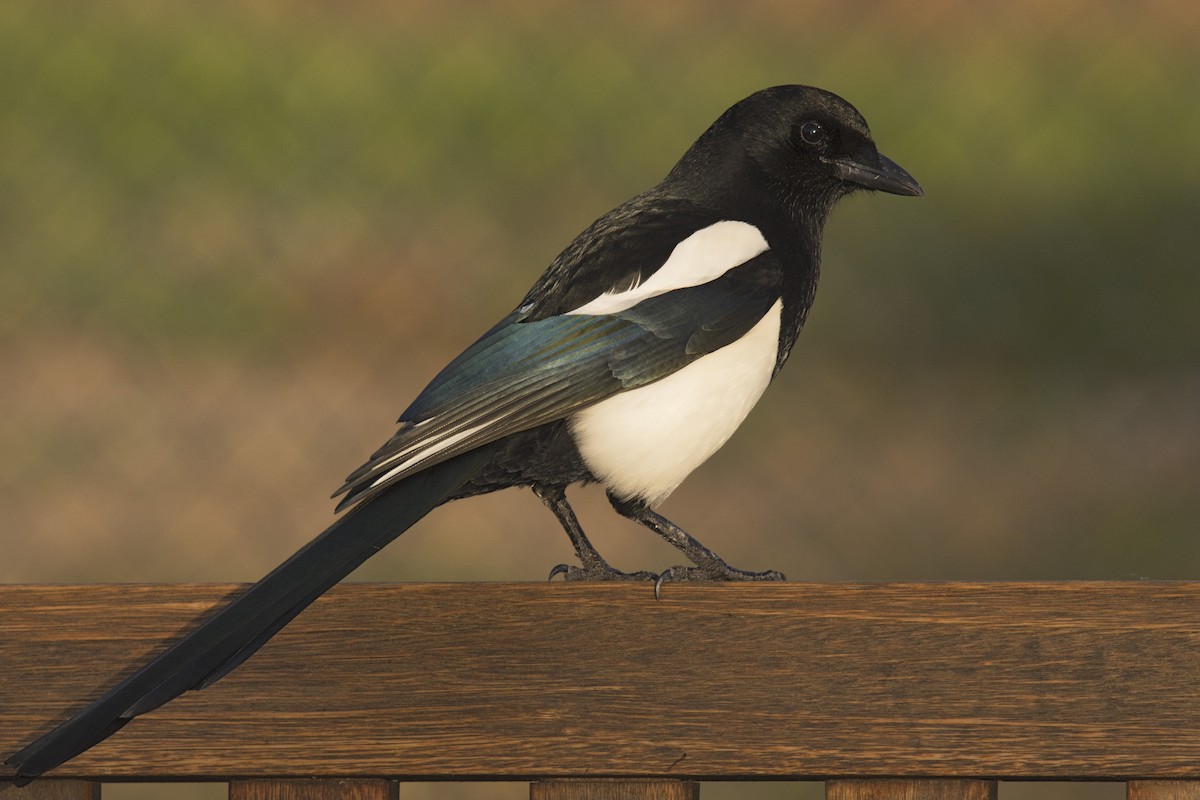 Eurasian Magpie - ML400698001