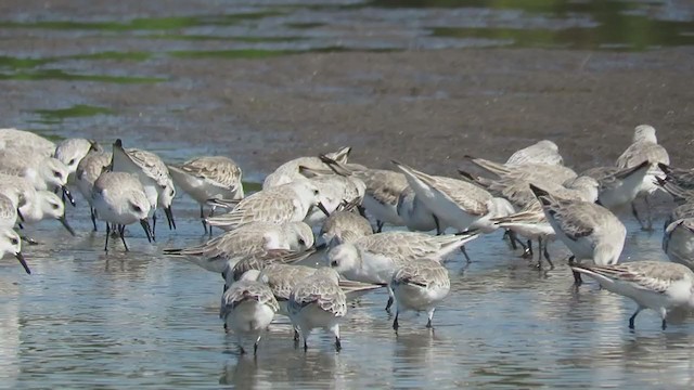 חופית לבנה - ML400698971