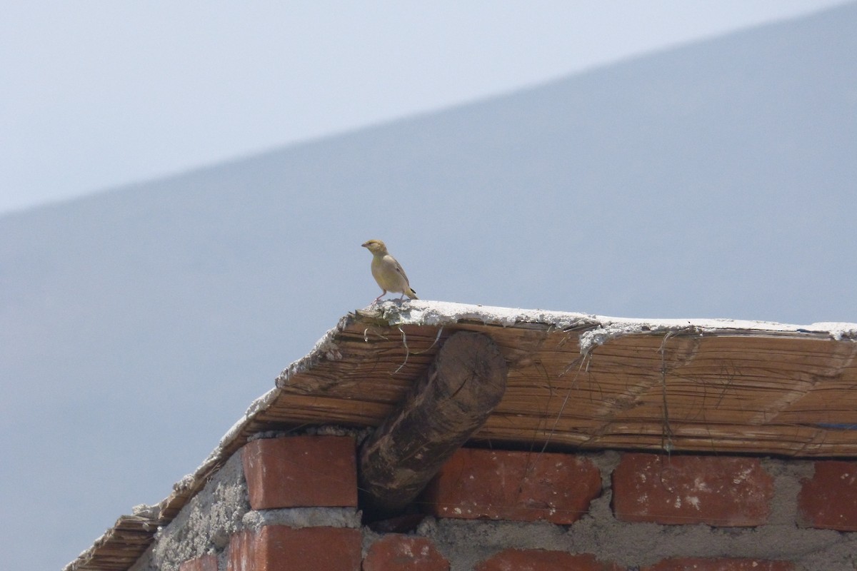 Raimondi's Yellow-Finch - ML400699941