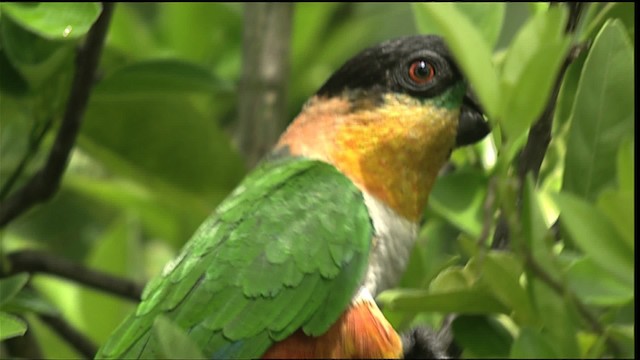 Black-headed Parrot - ML400700