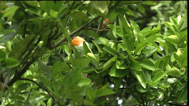 Black-headed Parrot - ML400702