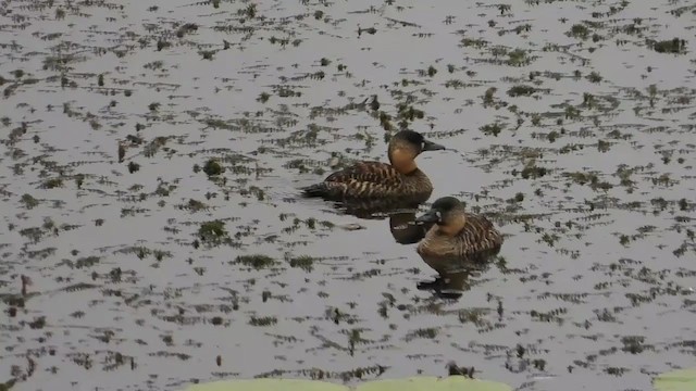 White-backed Duck - ML400703001