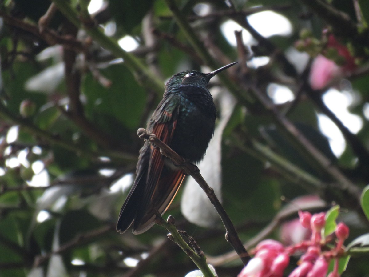 Garnet-throated Hummingbird - ML400703101
