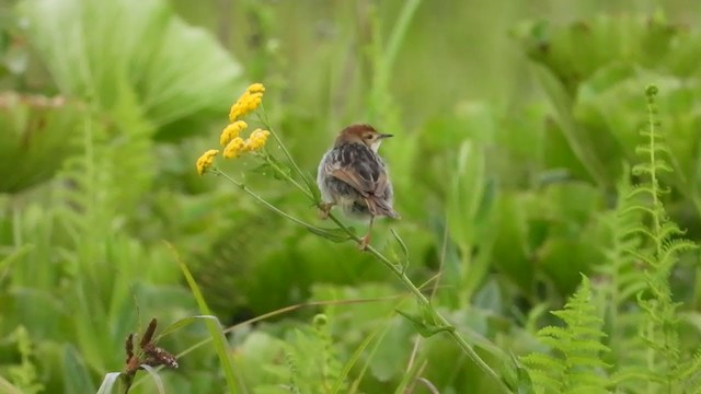 Levaillant's Cisticola - ML400704271