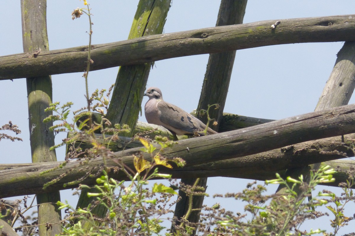 Eared Dove - ML400704421