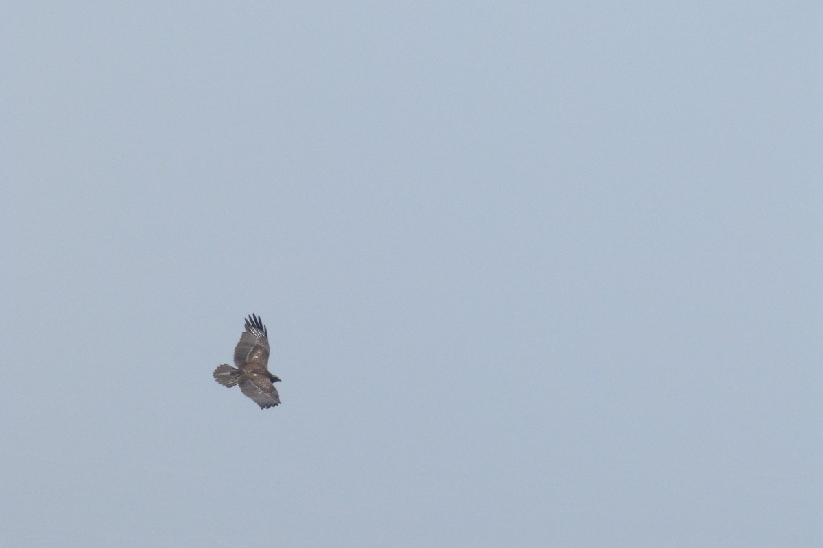 Black-chested Buzzard-Eagle - ML400704661