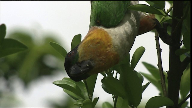 Black-headed Parrot - ML400705