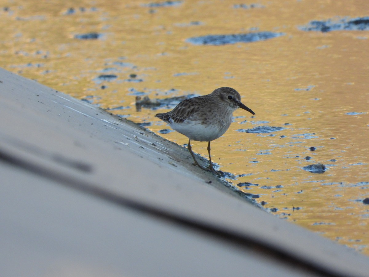 Least Sandpiper - ML400706241