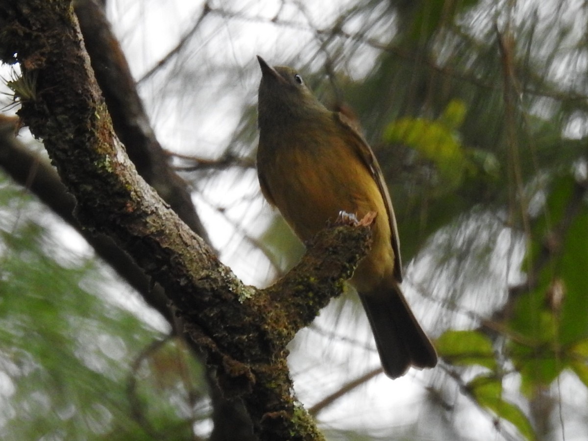 Ochre-bellied Flycatcher - ML400709271