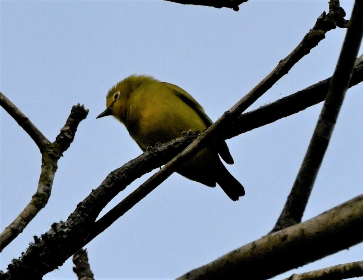 Forest White-eye - ML400710311