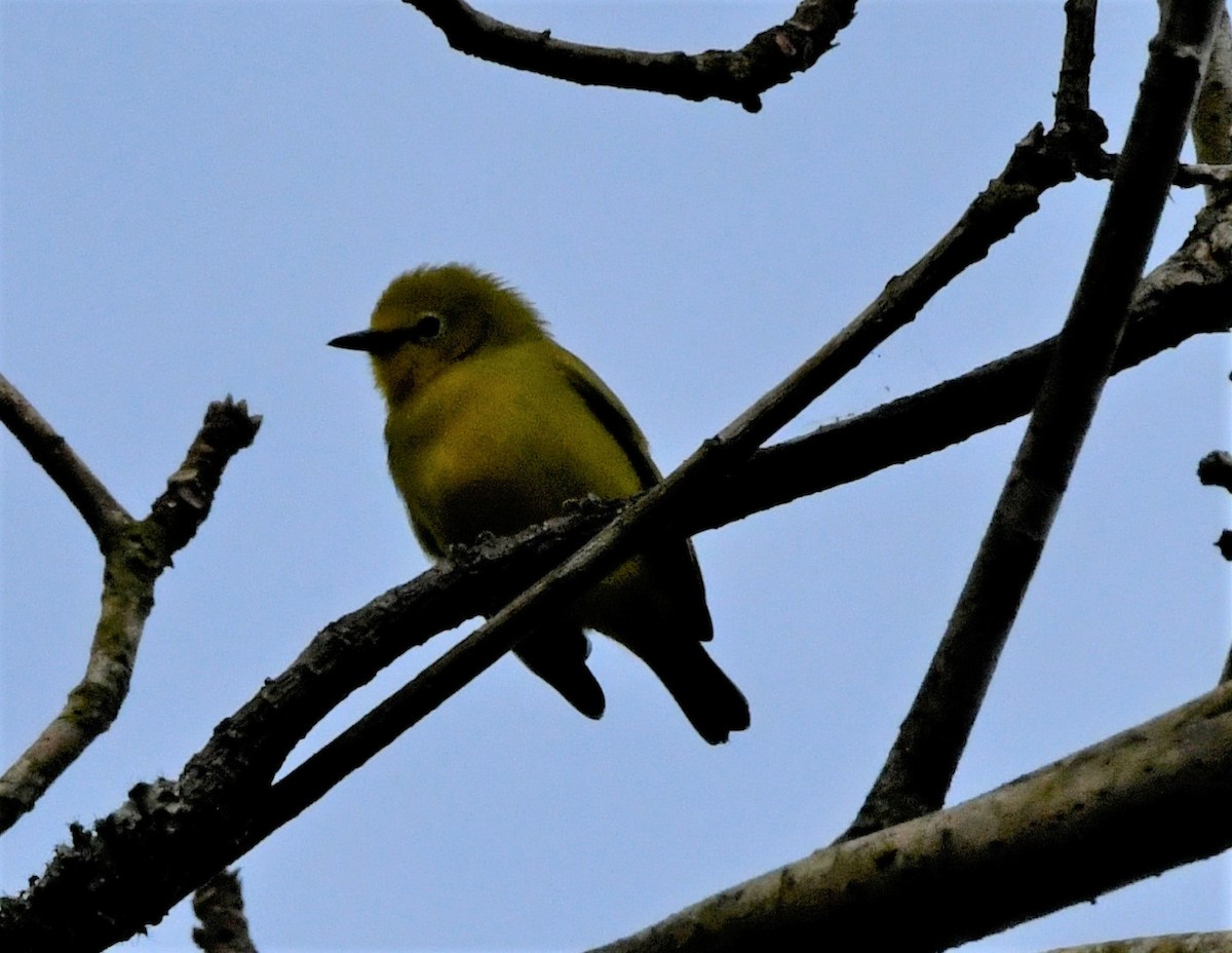 Forest White-eye - ML400710321