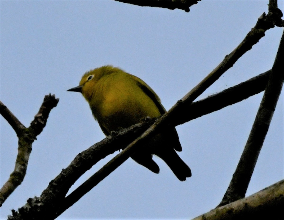 Forest White-eye - ML400710331