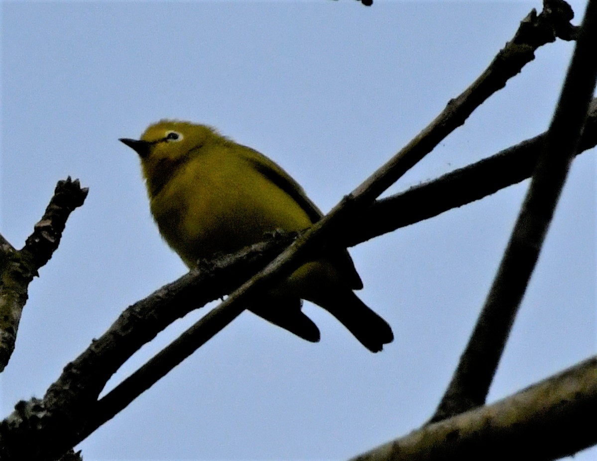 Forest White-eye - FELIX-MARIE AFFA'A