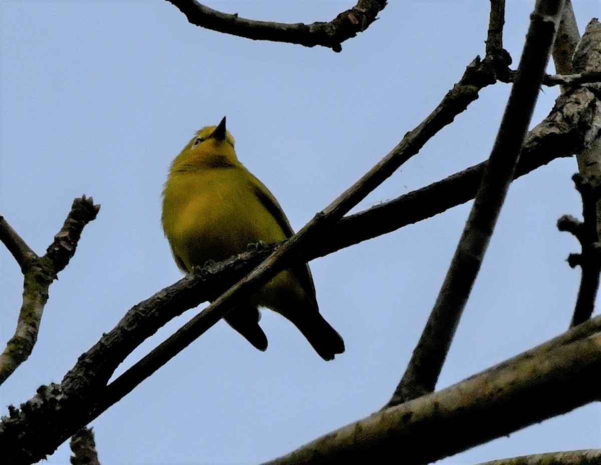 Forest White-eye - ML400710351