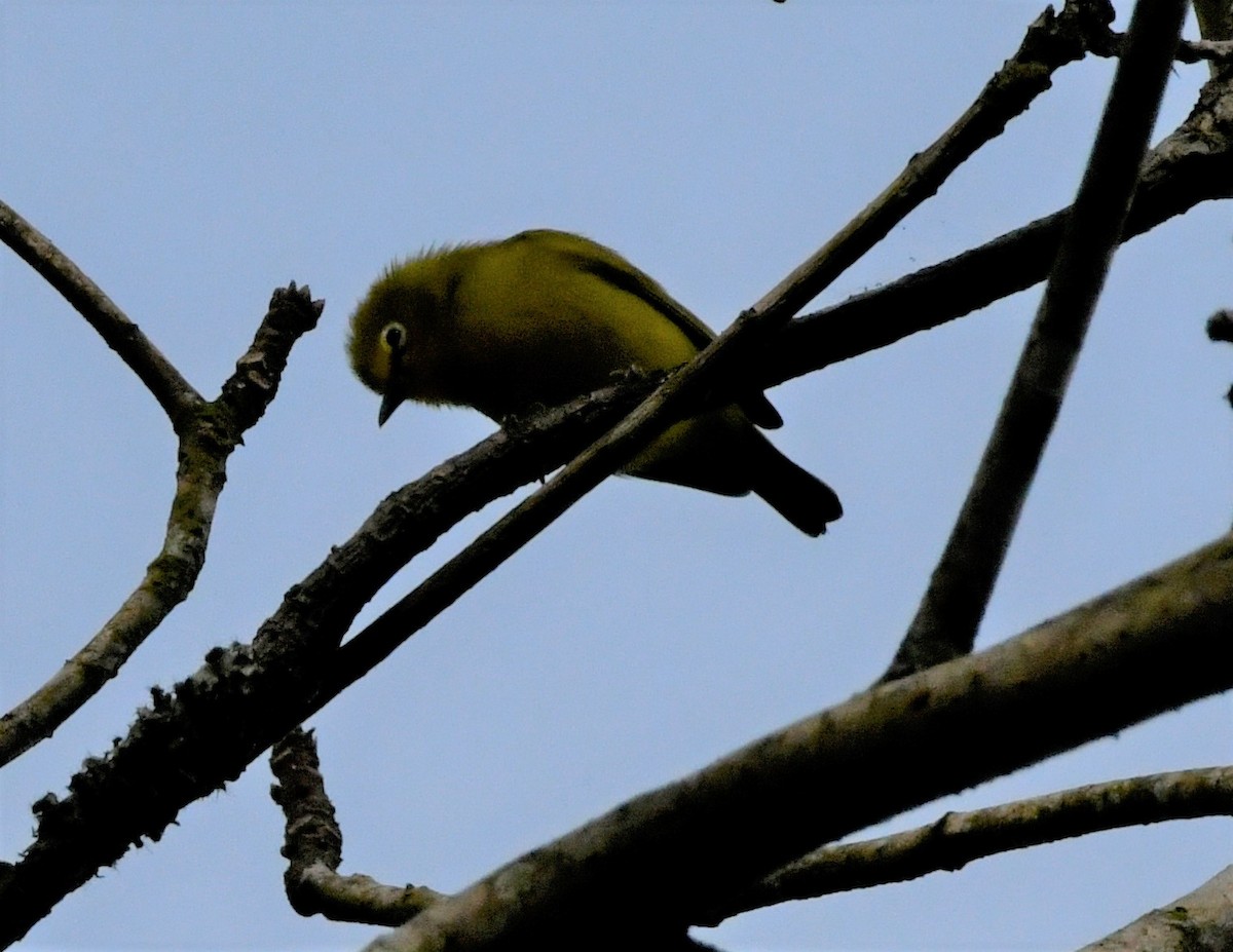 Forest White-eye - ML400710361