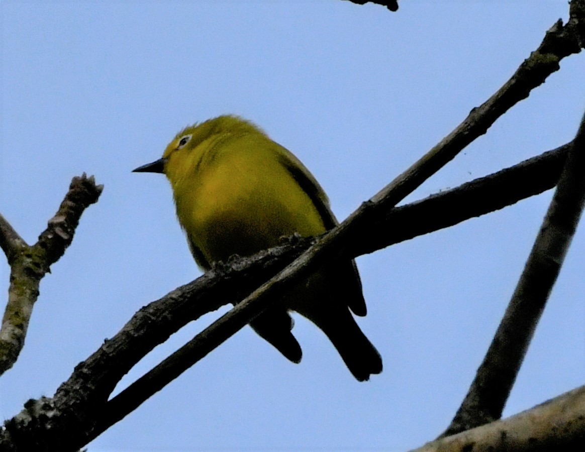 Forest White-eye - ML400710391