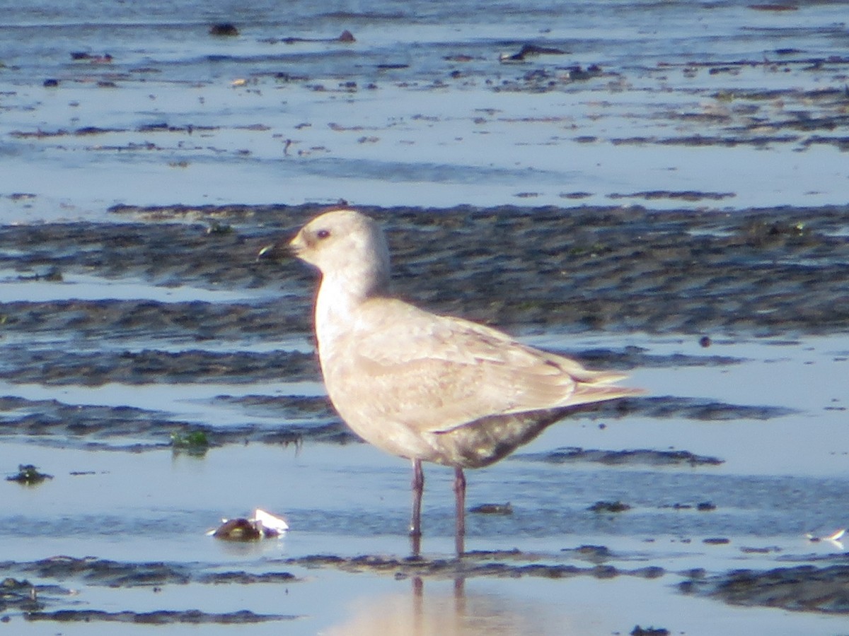 Iceland Gull - ML400711911