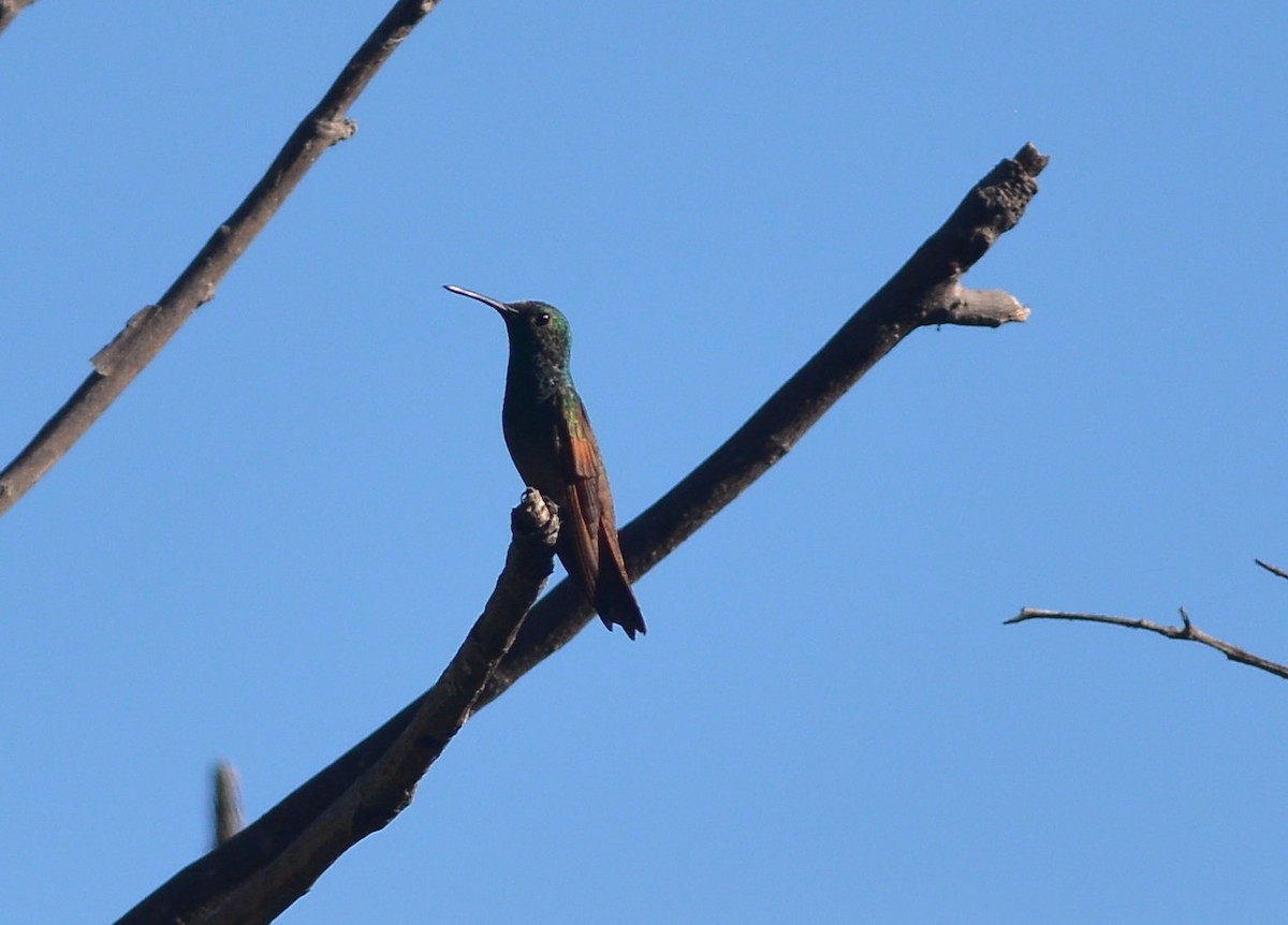 Berylline Hummingbird - Clive Harris