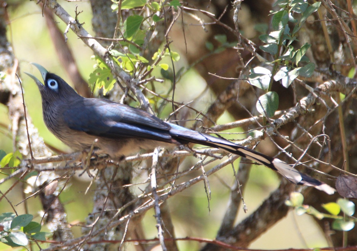 Blue-faced Malkoha - ML40071371