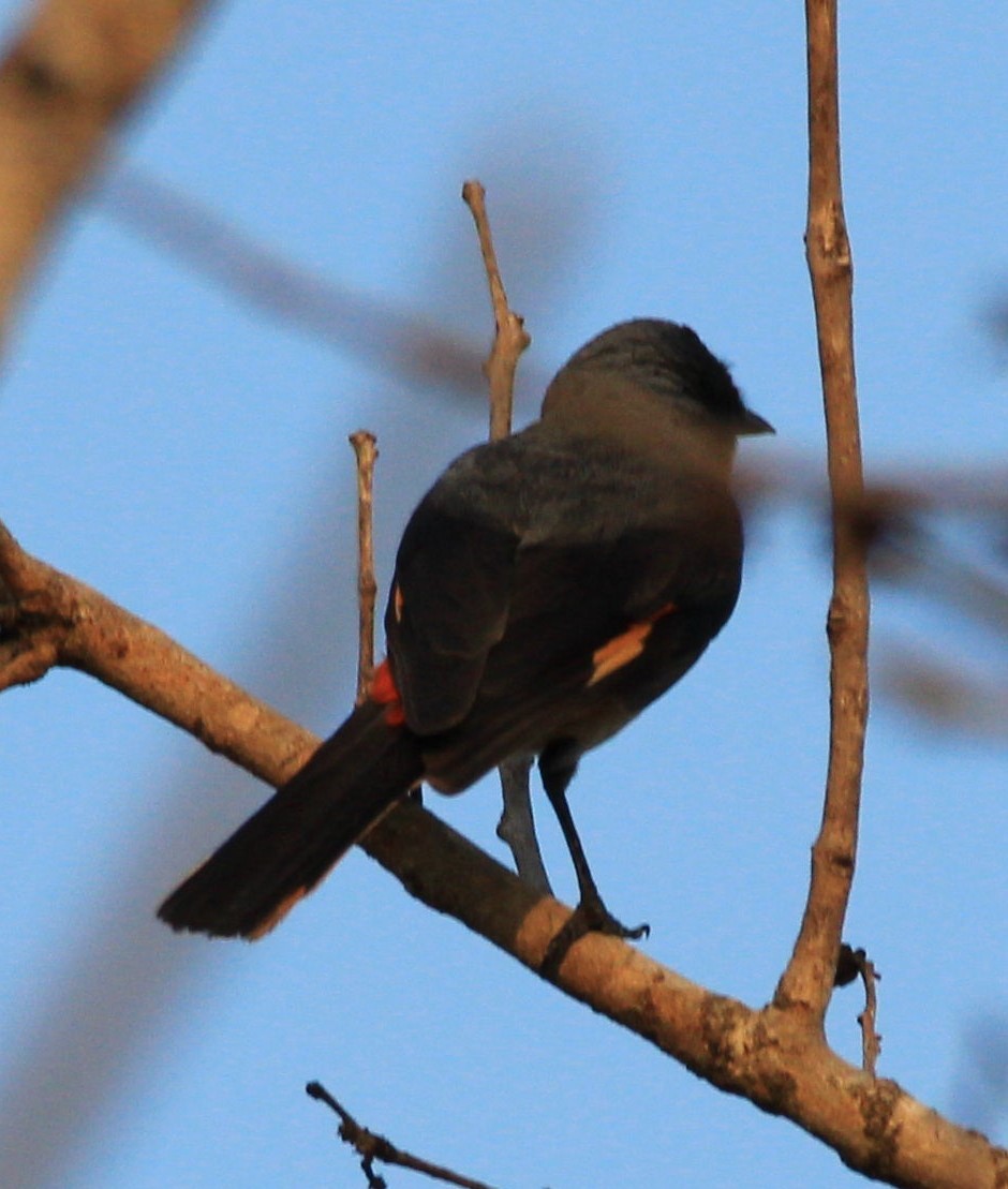 Small Minivet - ML40071451