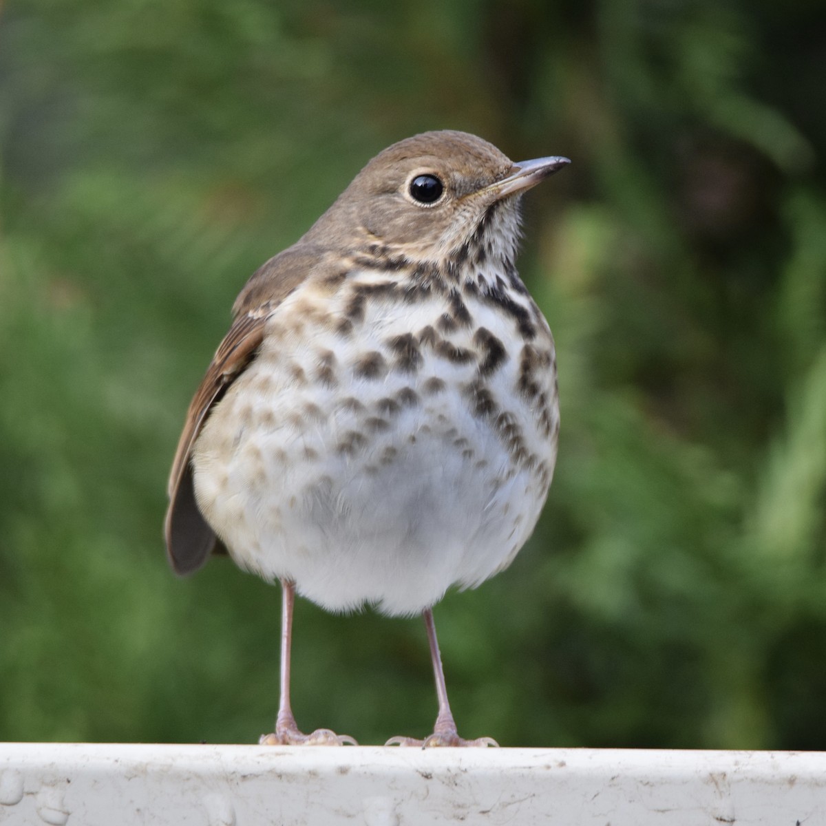 Hermit Thrush - ML400714701