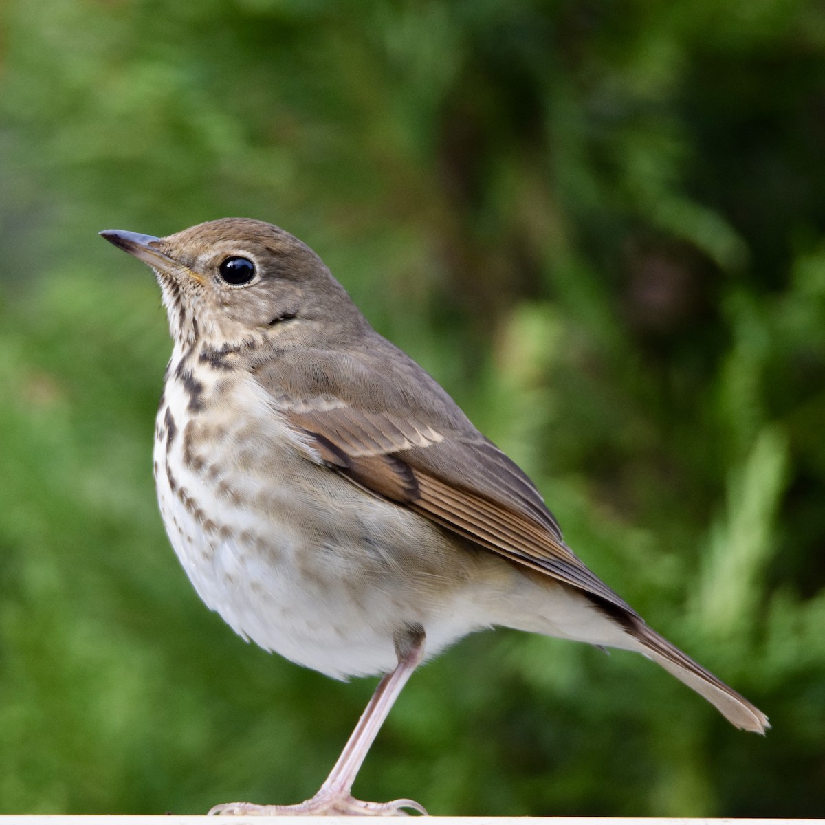 Hermit Thrush - ML400714711