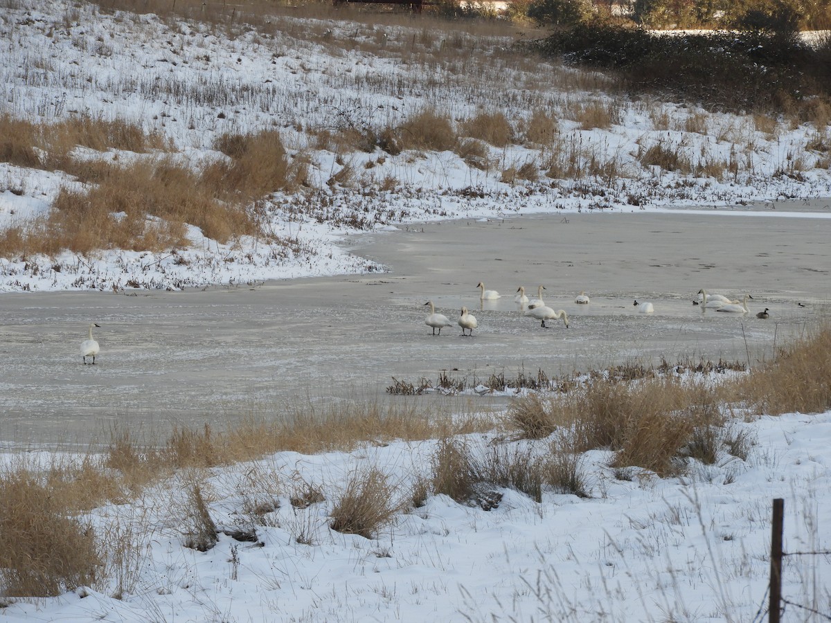 Trumpeter Swan - ML400715231