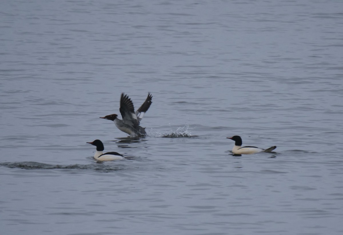 Common Merganser - ML400715361