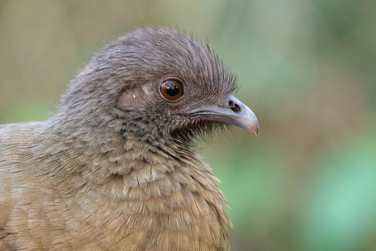 Plain Chachalaca - ML400716031