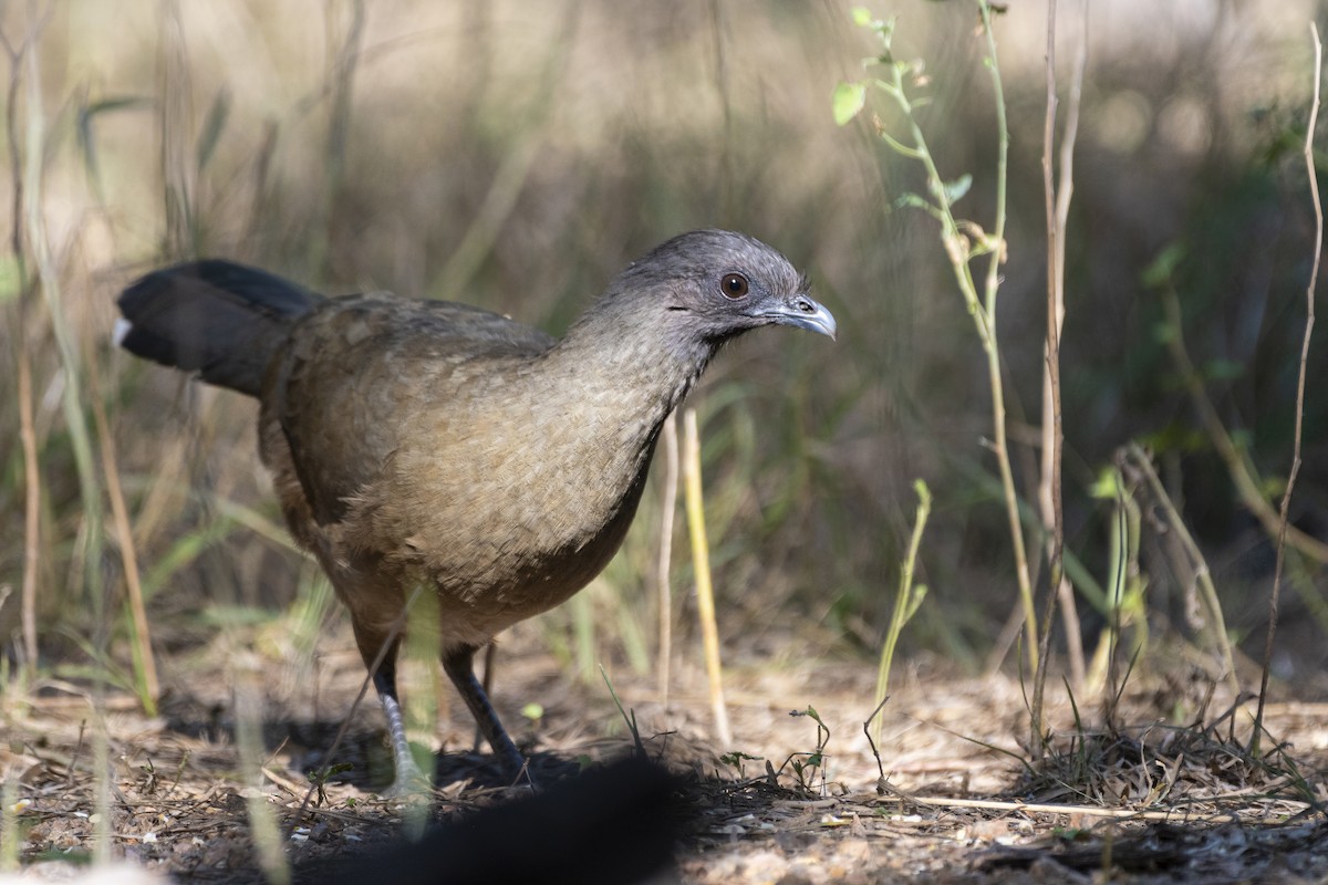 Plain Chachalaca - ML400716961