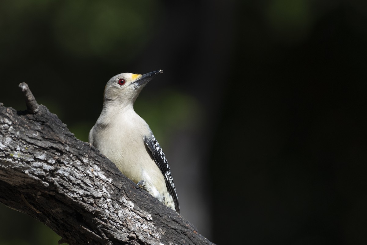 Golden-fronted Woodpecker - ML400717061