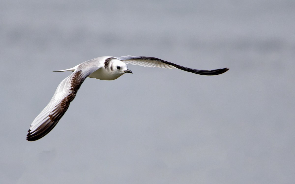 Black-legged Kittiwake - ML400720591