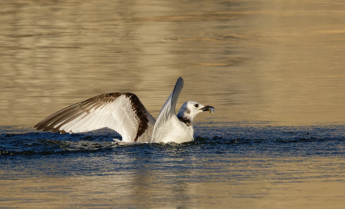 Black-legged Kittiwake - ML400720701