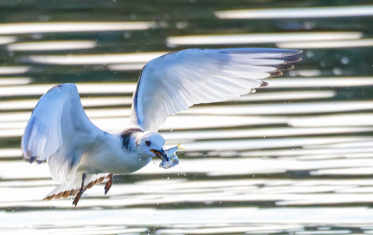 Black-legged Kittiwake - ML400720831