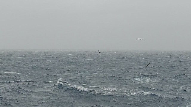 Light-mantled Albatross - ML400721161