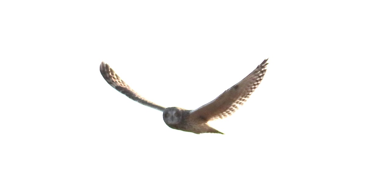 Short-eared Owl - ML400721171